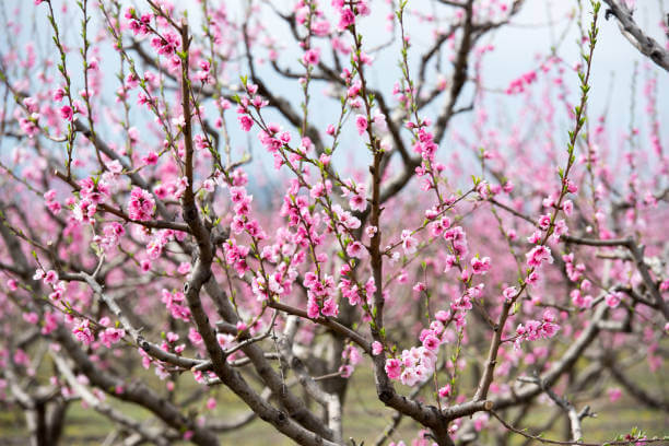 2024년 광양 매화축제 안내. 축제기간, 행사안내, 주차장, 무료셔틀