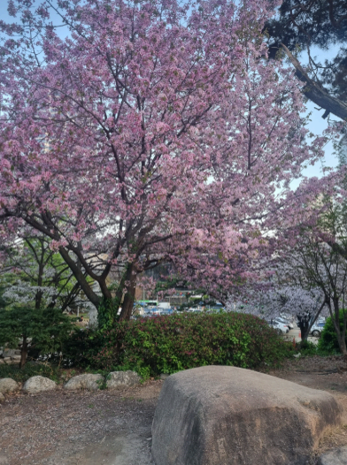 2025. 4. 19. 봉은사 연등제 야경 산책 후기 (겹벚꽃, 라일락, 홍매화 개화상황 포함)