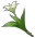 세실리아꽃