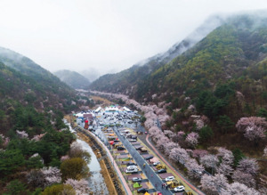 봄꽃,지역축제,여행