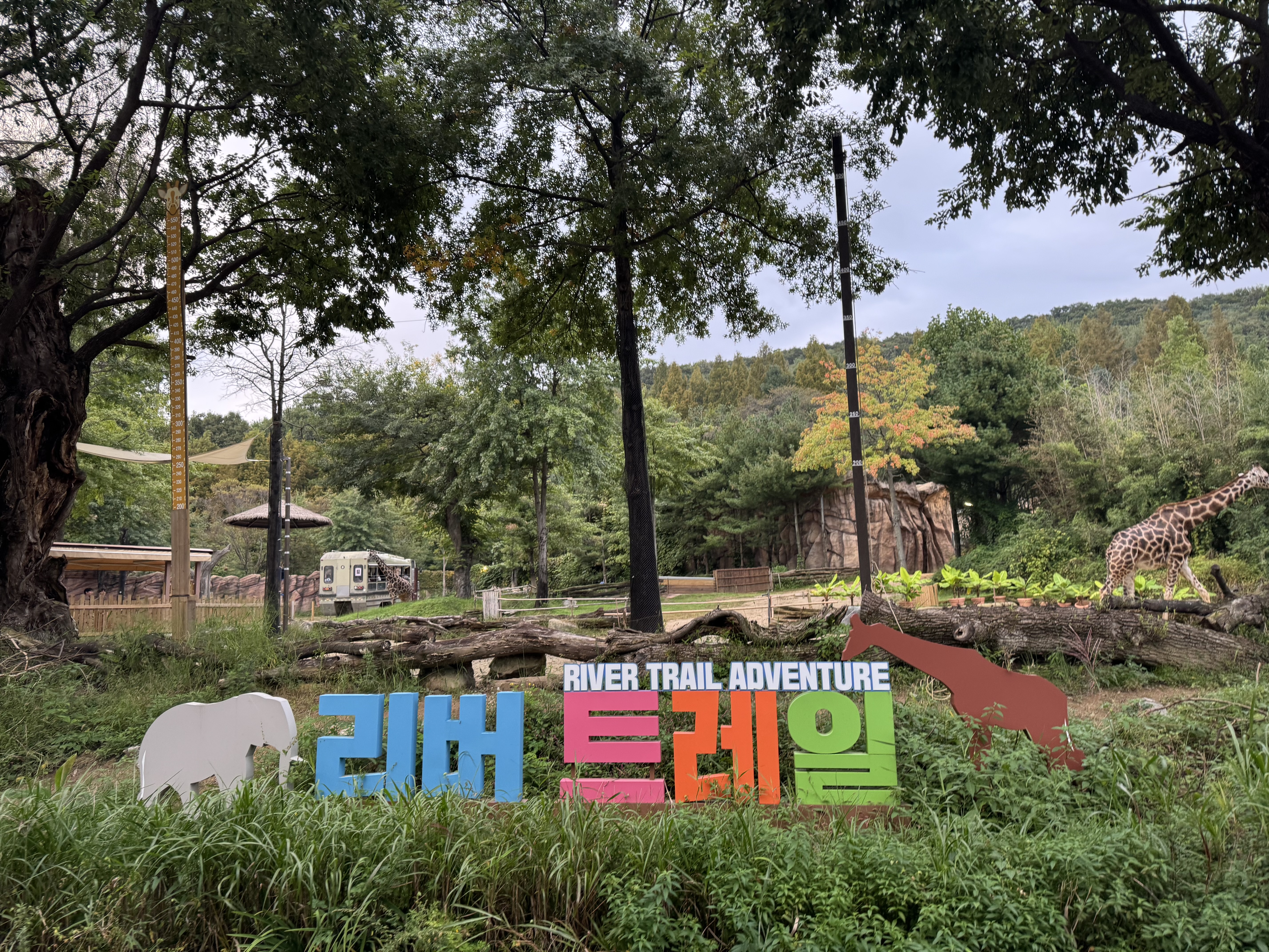 에버랜드 리버트레일 사진 기린을 가까이에 볼 수 있습니다.