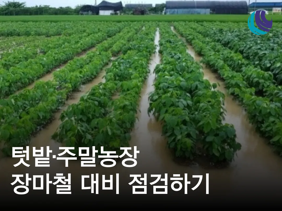 &amp;quot;장마후