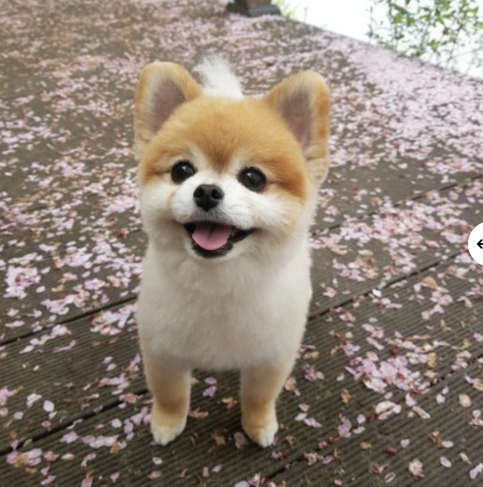 Pencilizing(펜슬라이징): AI로 사진을 연필 스케치로 바꾸는 방법과 활용법 총정리