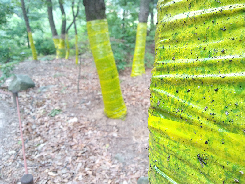 북한산 흰구름길