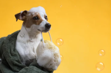 강아지 샴푸 추천