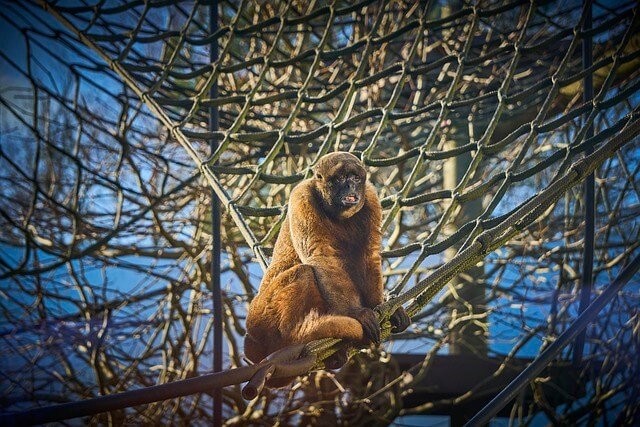 2025년 을사년 신년운세, 원숭이띠(10) 말을 아끼자~! 원숭이띠.