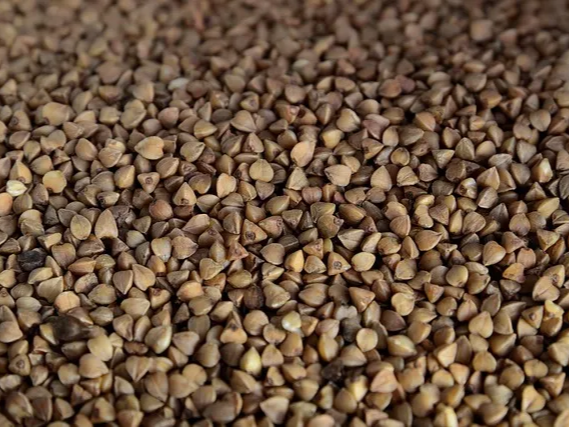 메밀 자연의 곡물