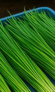 부추김치 맛있게 담그는법