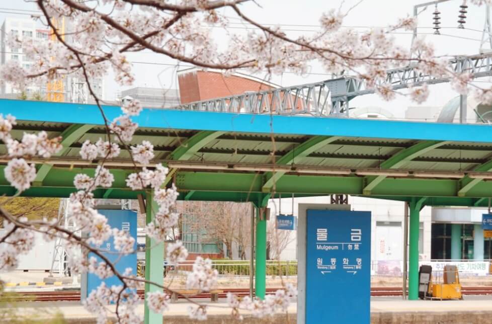 양산물금역에 만개한 벗꽃
