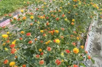 홍화 재배 건조 기후 적합 파종 요령 채종 관리_4