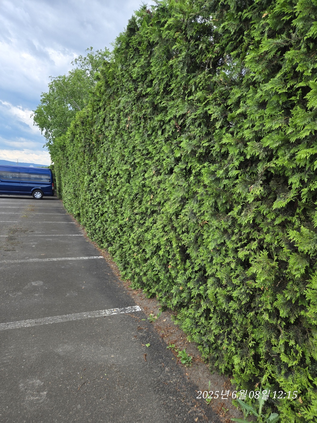 주차장 벽은 팜토미타 입구벽으로 푸른 덩쿨나무로 이뤄져있음