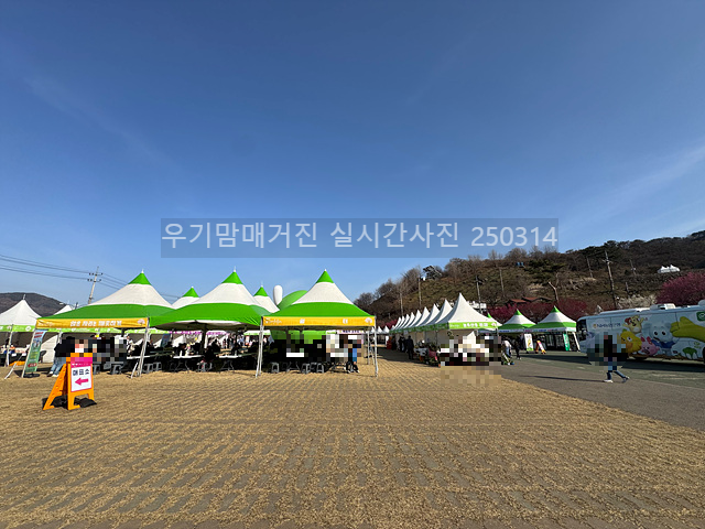 2025 광양매화축제 일정 실시간 개화 주차장