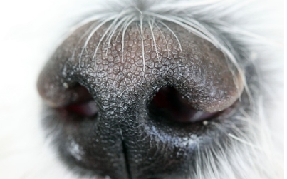 집안 냄새 없애는 방법