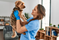 강아지 치료받는 사진/출처:어도비스톡