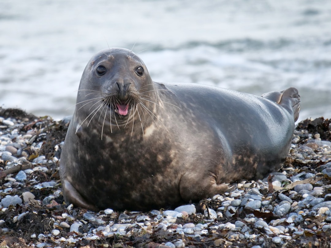 Seal