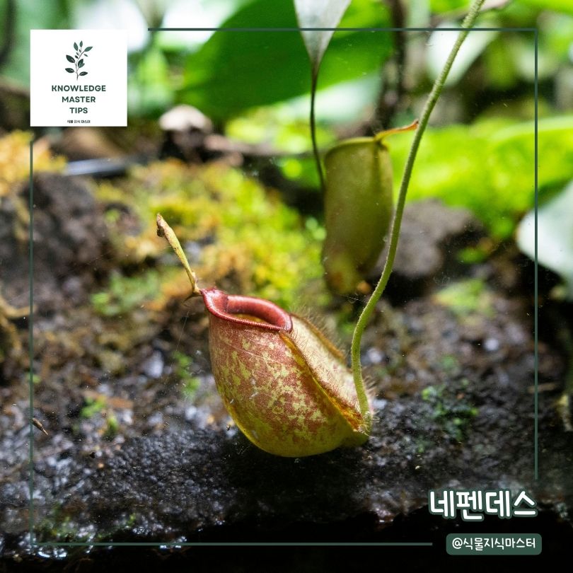음지 식물 - 네펜데스