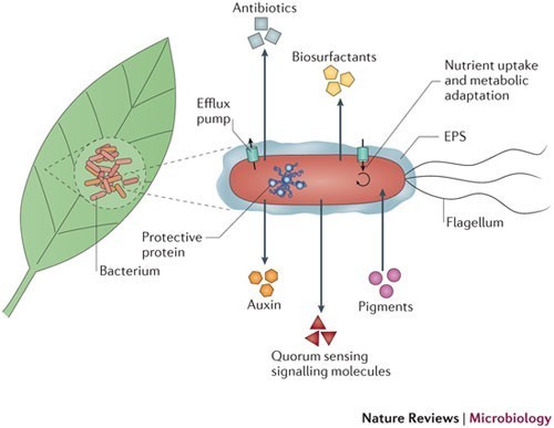 ๋ฏธ์๋ฌผ ๊ตฌ์กฐ ๊ธฐ๋ฅ