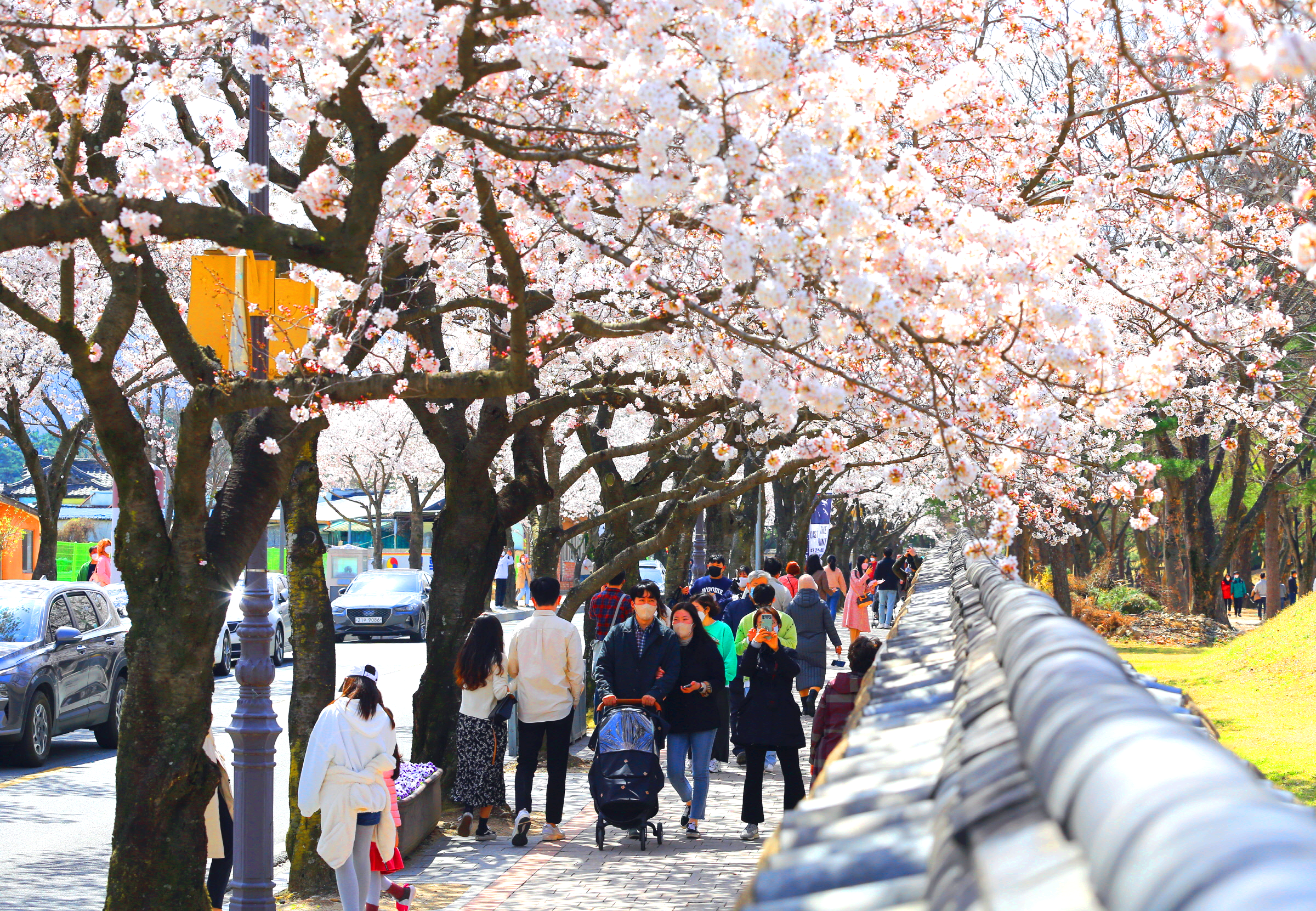경주 대릉원 돌담길 벚꽃축제