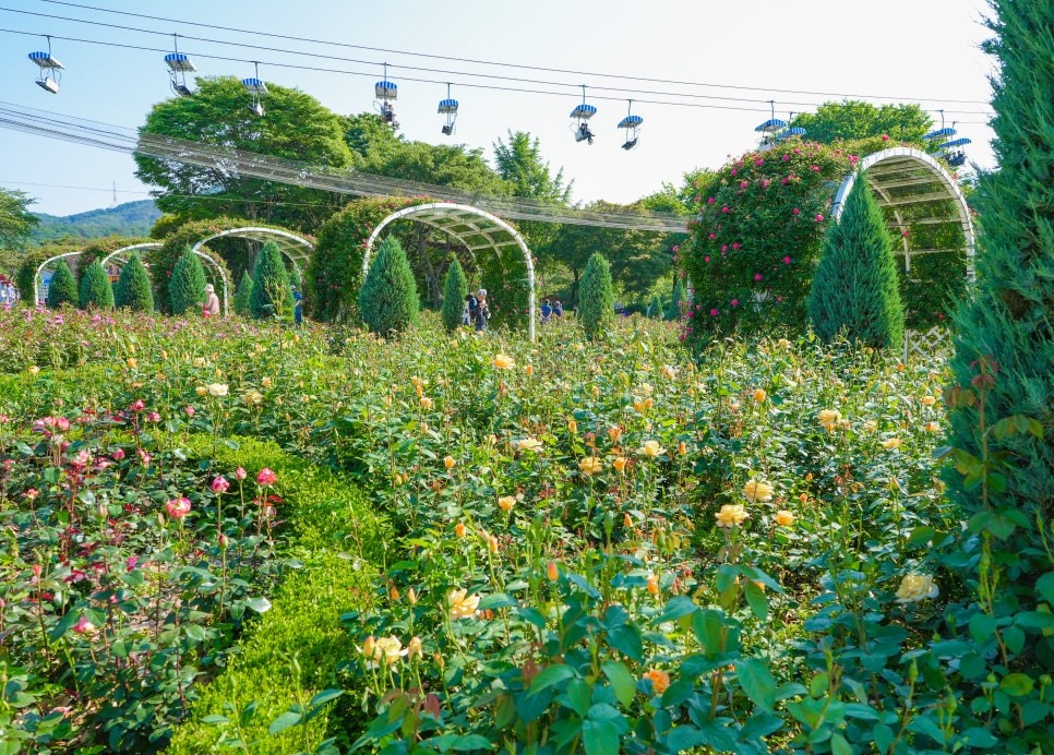 서울대공원 장미축제