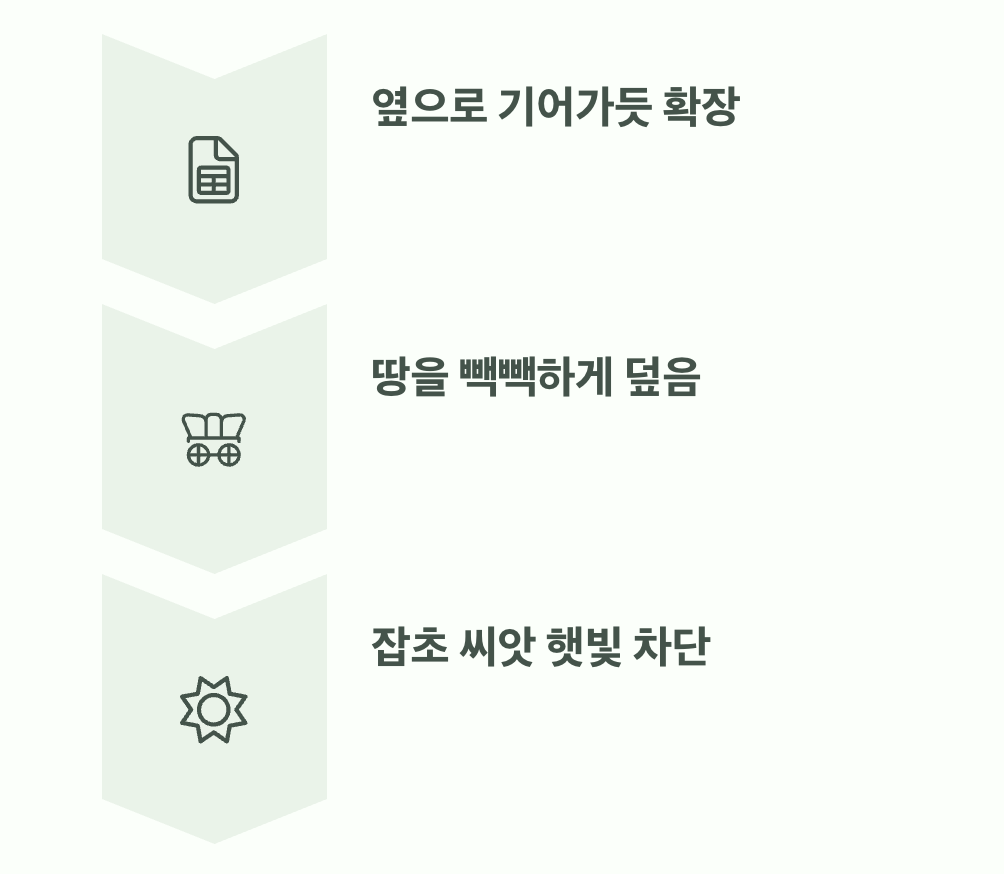 '살아있는 멀칭', 잡초를 굶겨 죽이는 원리