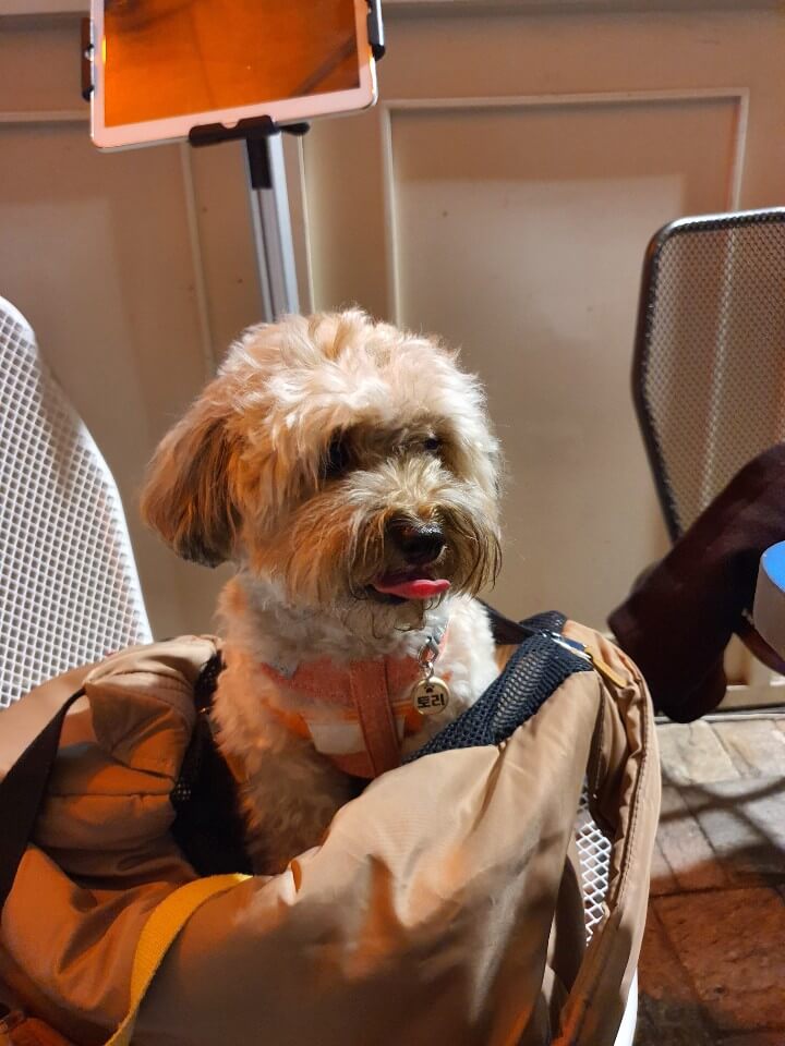 테이블 앞에 앉아 있는 강아지