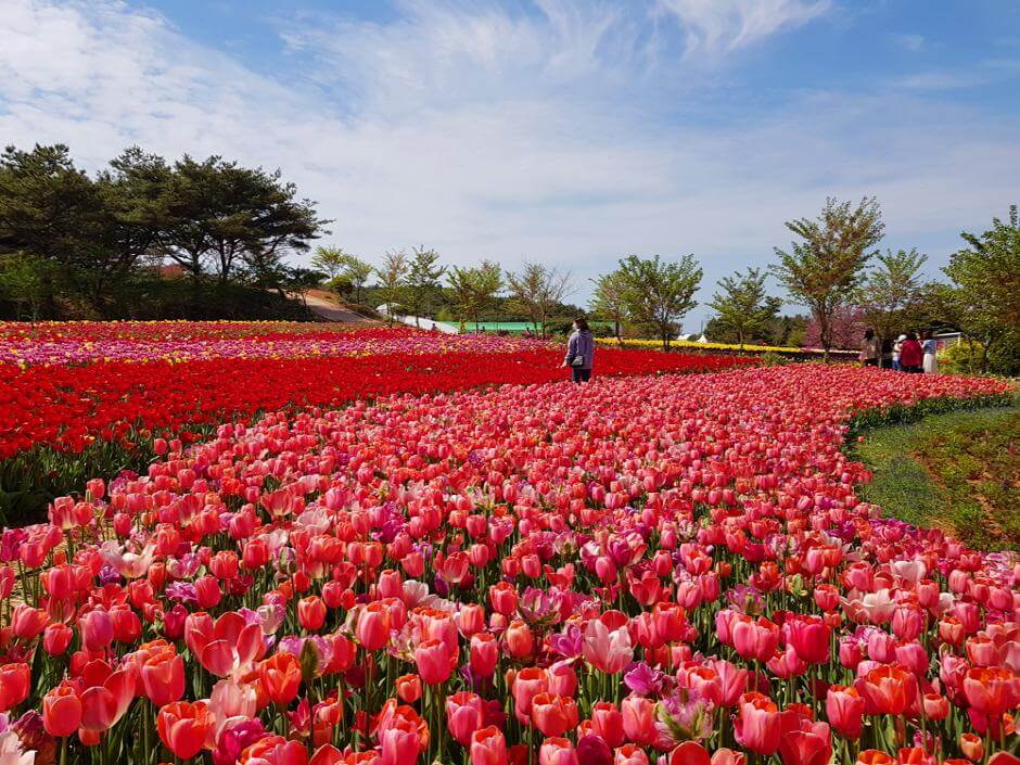 1. 태안 세계튤립꽃박람회 (Taean World Tulip Festival)