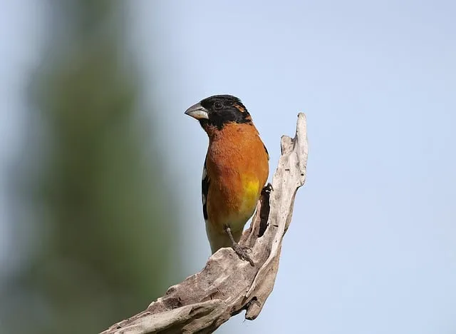고등어 김치찜 황금레시피를 최신 알아보기 모음집_7