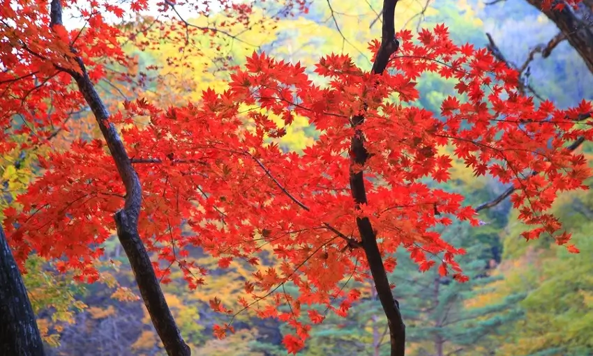 설악산 단풍