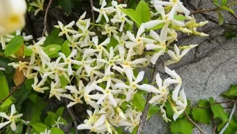 백화등 키우기 삽목방법 가지치기 꽃 노지월동까지_24