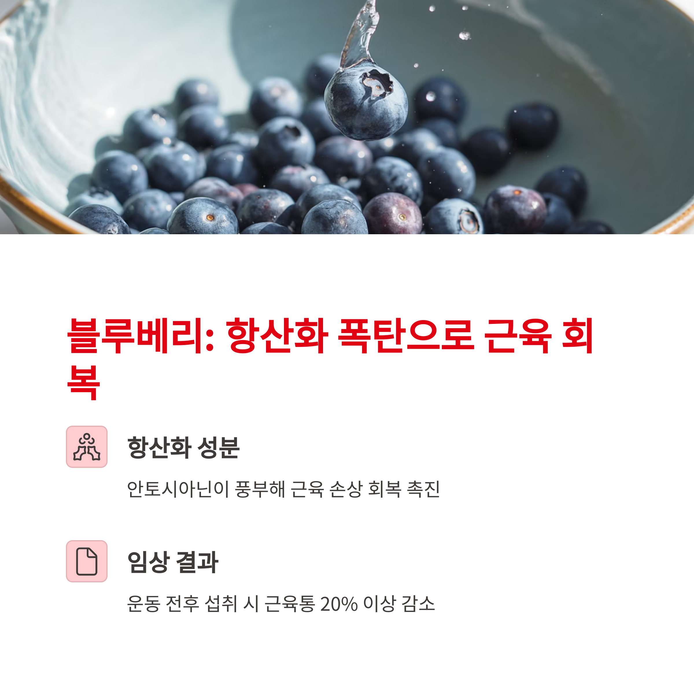 블루베리: 항산화 폭탄으로 근육 회복 가속화