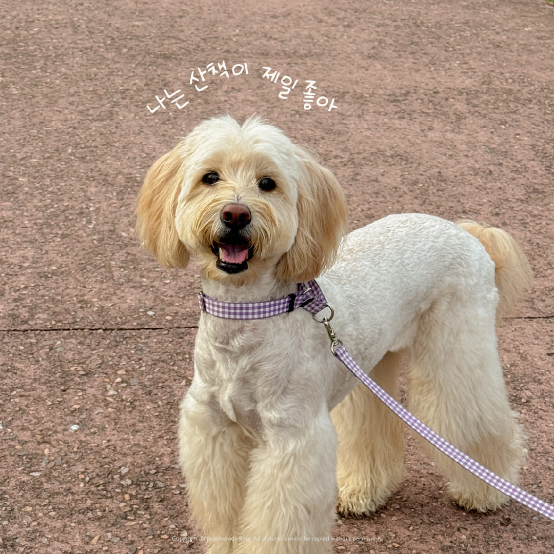 미세먼지 없는 날 산책을 좋아하는 강아지