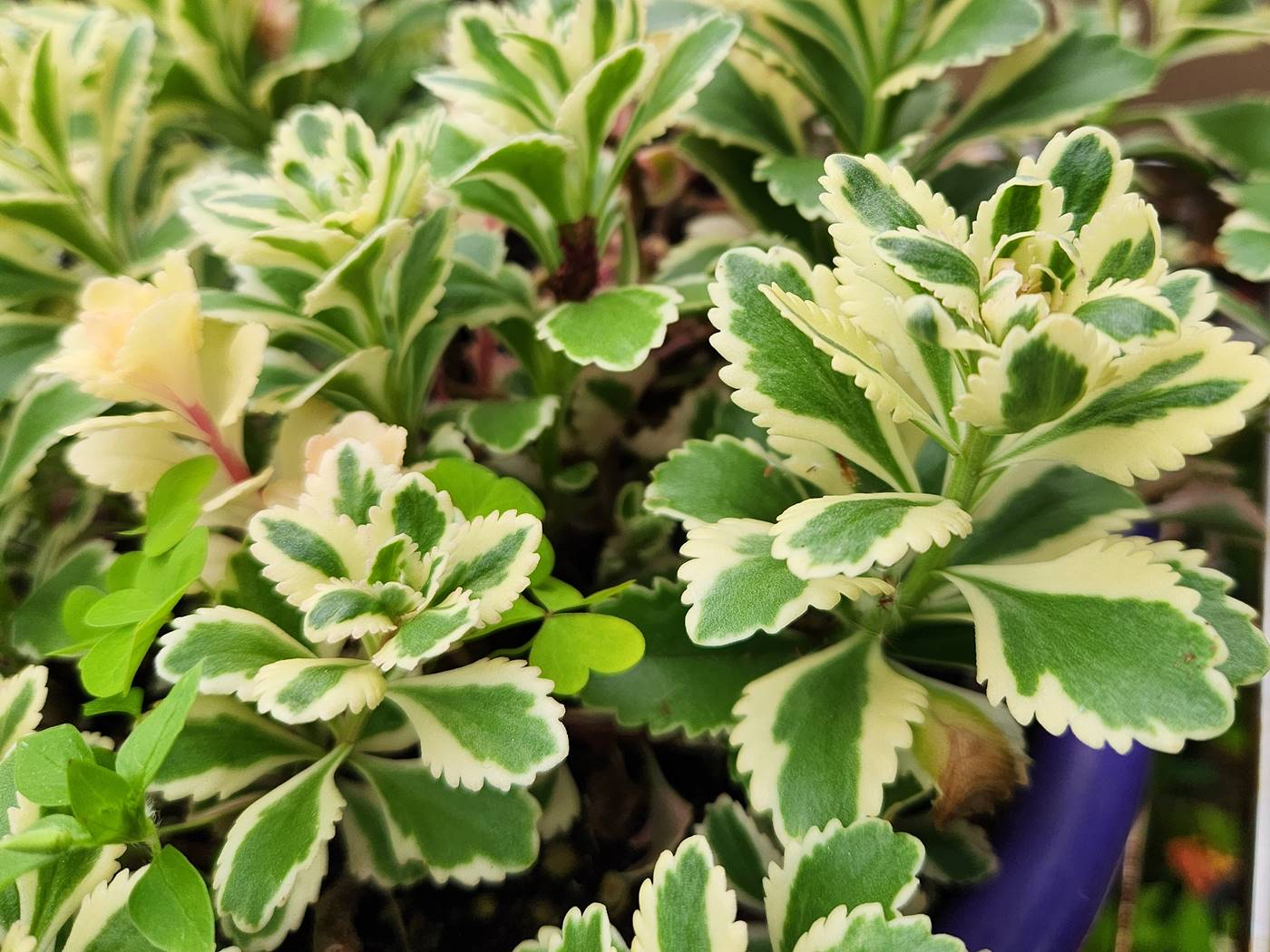 무늬섬기린초 (섬기린초 아틀란티스)