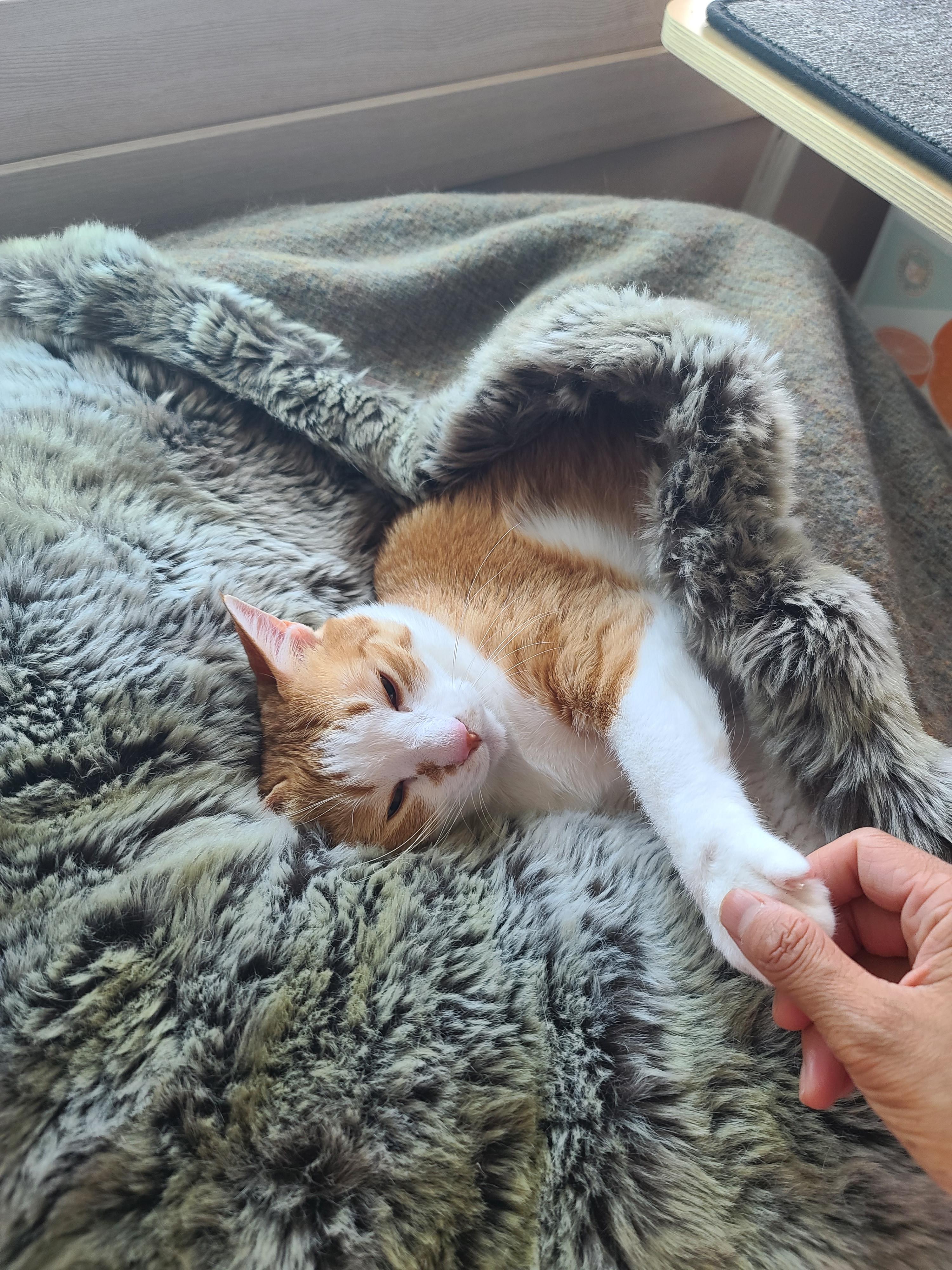 방석 안에서 잠이들었던 호야는 결국..(feat.너무 귀엽게 자는 호야)