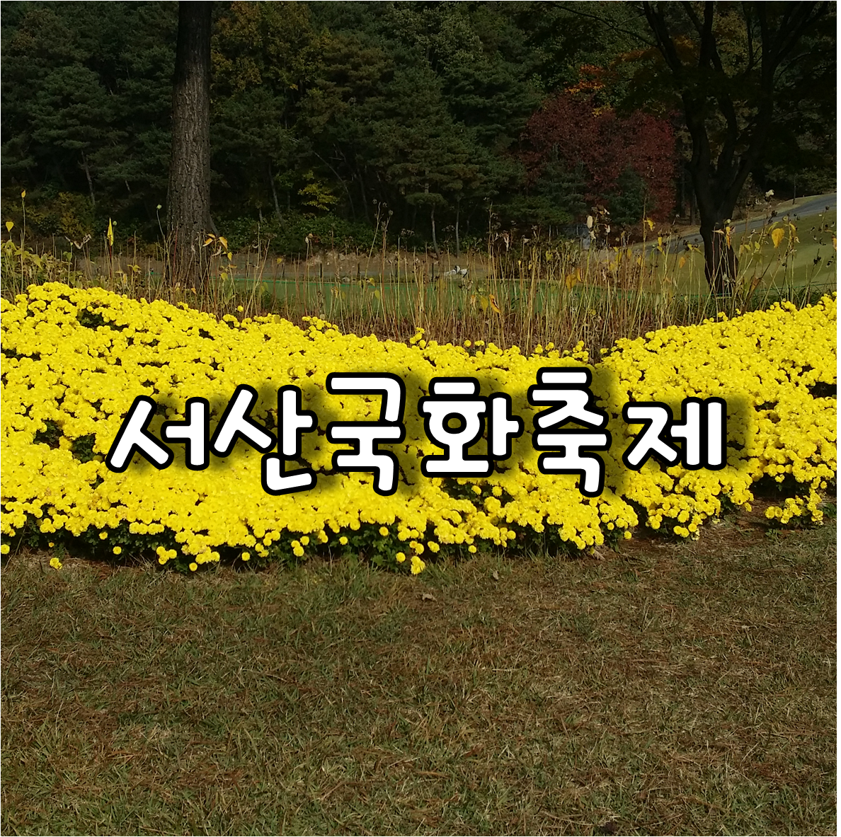 서산국화축제