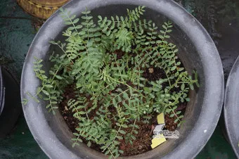 렌틸 재배 봄 파종 배수 확보 건조 수확_4