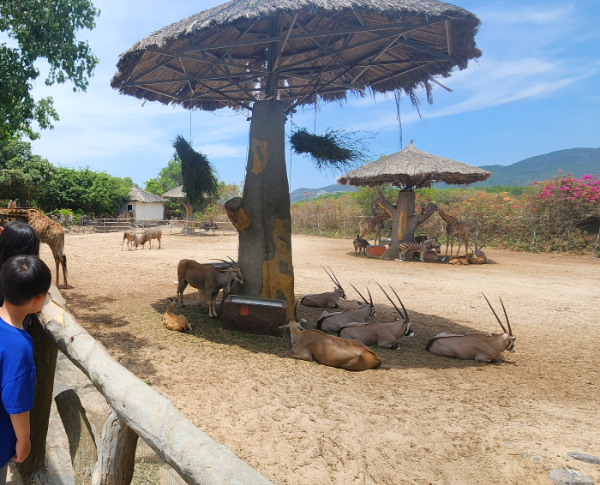 [나트랑 빈펄랜드 후기] 빈원더스 입장권, 케이블카, 워터파크, 지도등 총정리