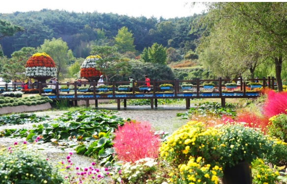 태안 국화축제