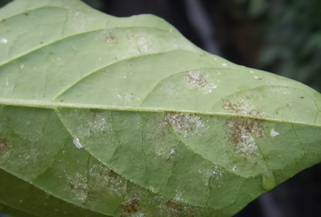고추병충해 종류 사진 방재, 역병 탄저병 바이러스병 풋마름병