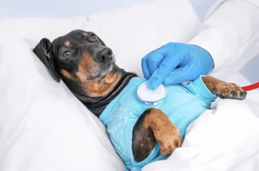 강아지/출처:어도비스톡