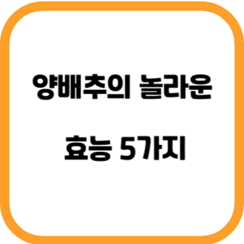 양배추의 놀라운 효능 5가지