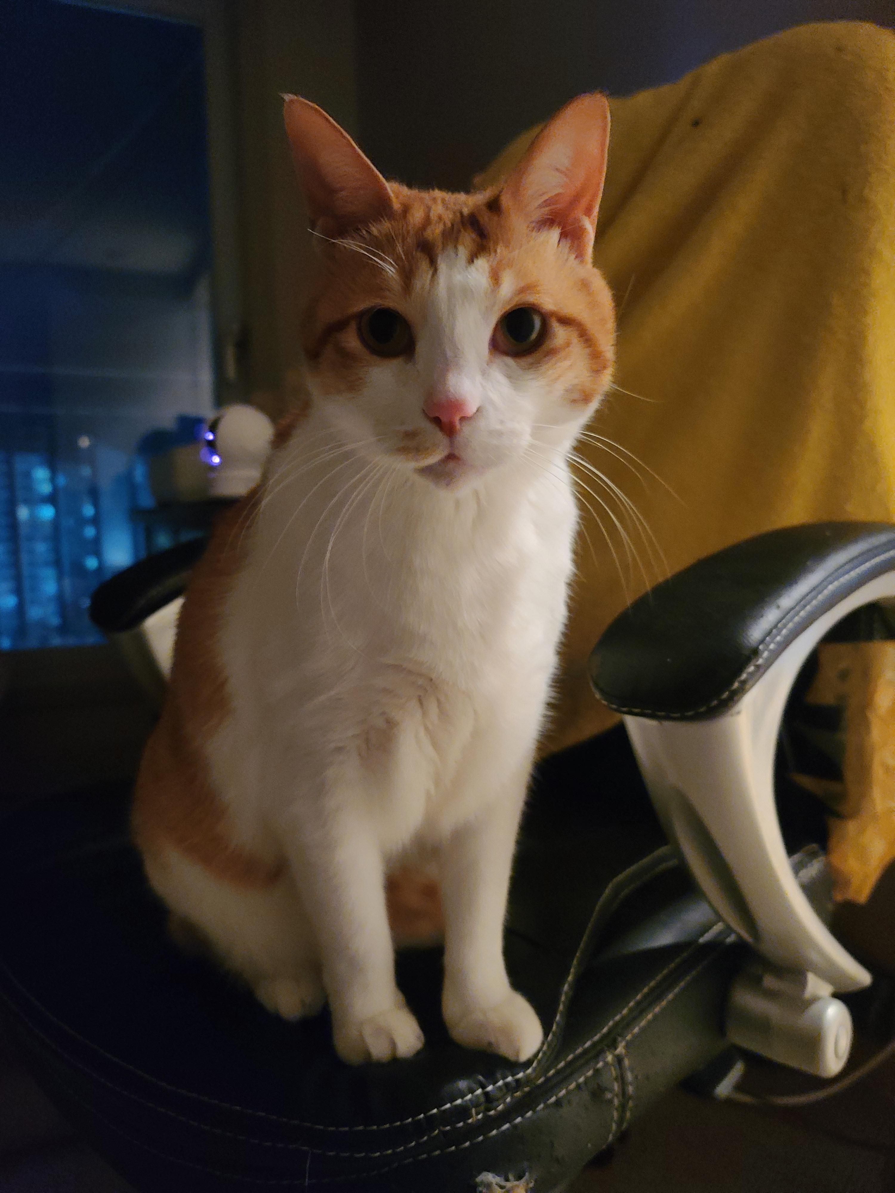 고양이들 스크래쳐를 교체했다.(자동차스크래쳐,침대형스크래쳐)