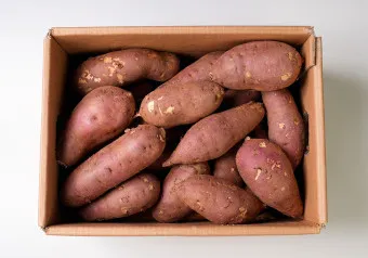 고구마 심는시기 키우는 법_4