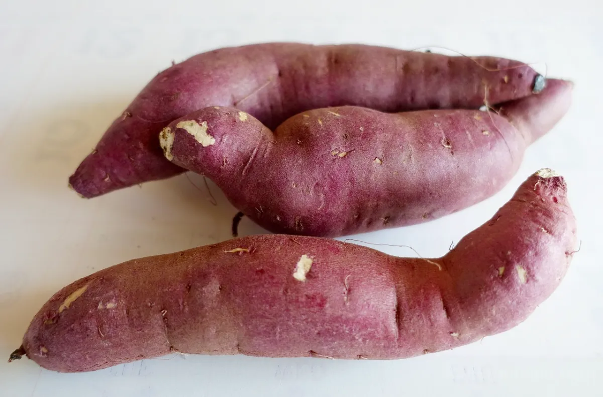 겨울간식-고구마