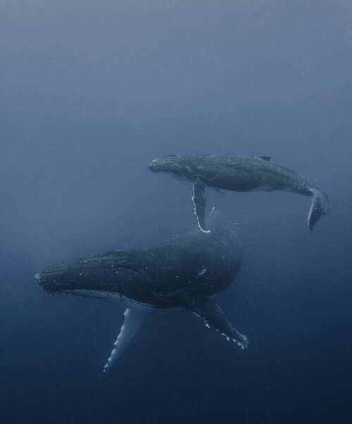 나탈리 카르푸셴코