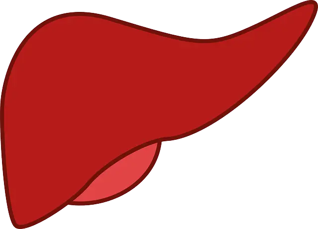 간수치 정상 범위 높으면 낮추는 음식