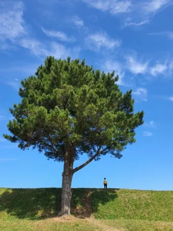 제주 항파두리 유적지 역사 공부 겸 산책코스 소개_14