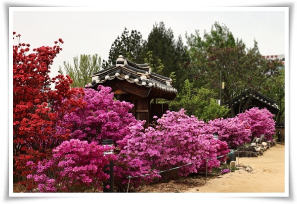"영산홍" 봄날을 물들이는 활짝 핀 주홍빛 유혹의 매혹적인 꽃!
