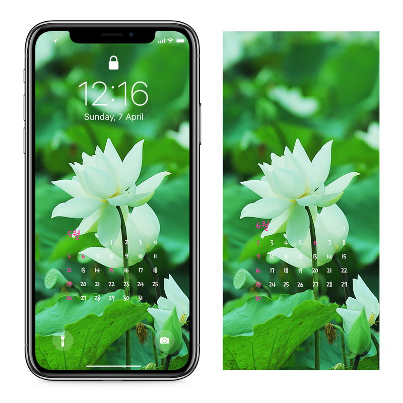 08 흰색 연꽃 AB - 2024년5월 아이폰달력배경화면