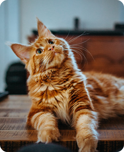 어린이날 선물 반려 고양이