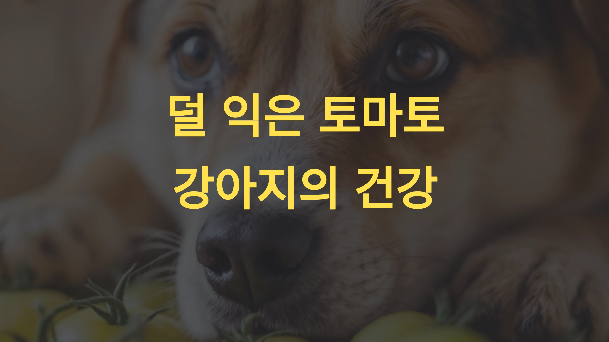 덜 익은 토마토, 강아지가 먹으면 위험한 이유